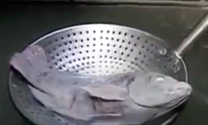 Cá đông cứng vẫn có thể 'hồi sinh', tung tăng bơi lội