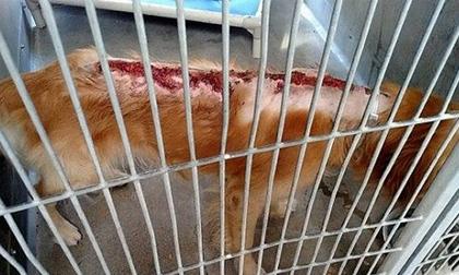Chú chó bị lở loét kinh dị dọc sống lưng vì bỏng