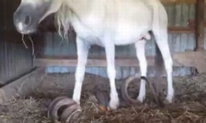 Ngựa có móng dài kỷ lục gần 1m do bị nhốt 15 năm