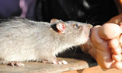 Bé 10 ngày tuổi bị chuột cắn chết trong bệnh viện