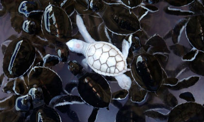 Hình ảnh hiếm về động vật bị bạch tạng