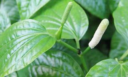 Công dụng của lá lốt bạn nên biết