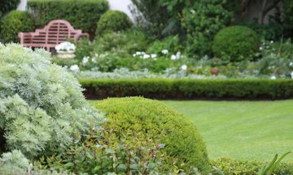 Vườn nhà xanh mướt mà chẳng cần chăm