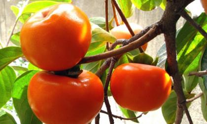 Nên đưa quả hồng vào loại trái cây thường xuyên ăn