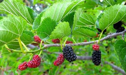 Ăn dâu mới phun thuốc, 2 trẻ mầm non tử vong