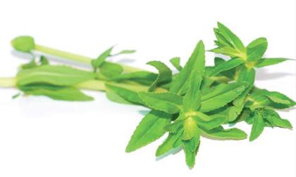 Rau ngổ và những công dụng bạn nên biết