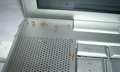 Vì sao kiến thường chui vào Laptop của bạn để làm tổ