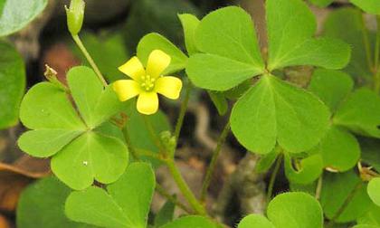 Rau chua me đất và những tác dụng bất ngờ