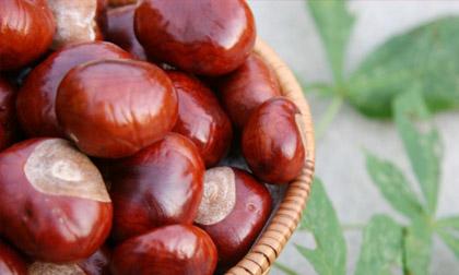 Hạt dẻ - Món quà quý dành cho sức khỏe