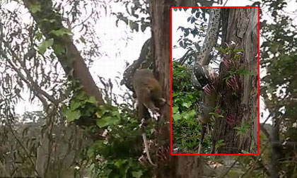 Trăn đu mình nuốt chửng thú có túi khổng lồ