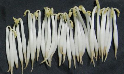 Phân biệt giá đỗ chứa hóa chất Trung Quốc và giá đỗ sạch