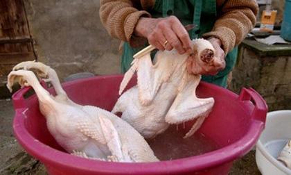 Cách nhổ lông vịt hết sạch lông măng mà không bị hôi