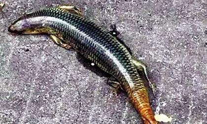 'Rắn 4 chân' gây xôn xao ở Trung Quốc