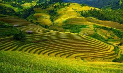5 điểm du lịch ngắm ruộng bậc thang tuyệt đẹp
