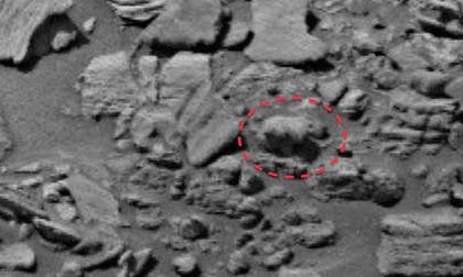 Phát hiện gấu con đi trên sao Hỏa