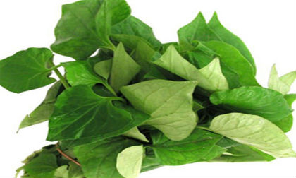 Điểm mặt những công dụng của rau diếp cá