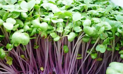 Khám phá những lợi ích của rau mầm đối với sức khỏe