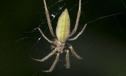 Tìm ra loài nhện 'vũ phu' nhất quả đất 