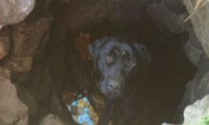 Chú chó sống sót kỳ diệu dưới hố sâu sau 2 tháng mất tích