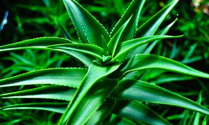 6 công dụng của cây lô hội có thể bạn chưa biết