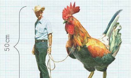 Nghiên cứu: Con người chỉ nên to bằng... con gà trong tương lai 