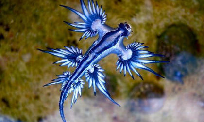 Phát hiện sinh vật kỳ lạ phát sáng xanh trên bãi biển