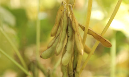 Vinasoy khẳng định sử dụng 100% đậu nành không biến đổi gien