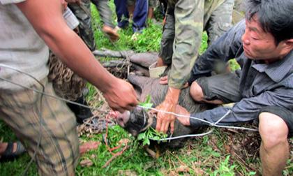 Đi săn, người đàn ông bị lợn rừng cắn chết