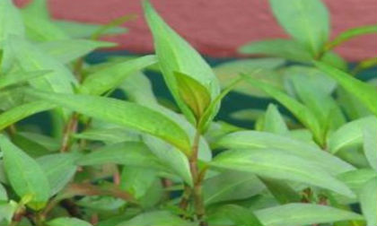 Khám phá những công dụng của rau răm