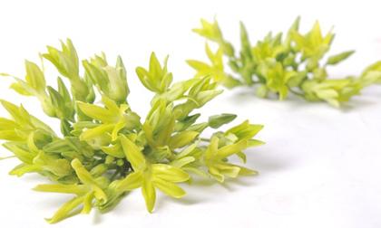 Hoa thiên lý, vừa thơm vừa bổ dưỡng