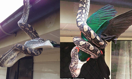 Trăn đu mình nuốt chửng vẹt lớn ngay mái nhà