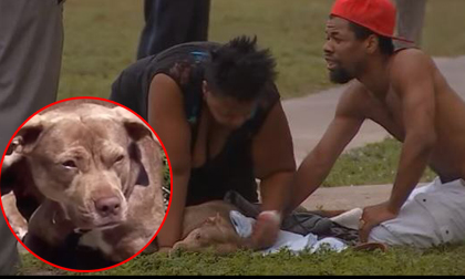 Chú chó hy sinh tính mạng để cứu chủ khiến cộng đồng thương cảm