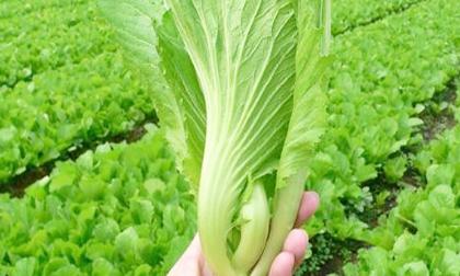 Rau cải bẹ và những công dụng đối với sức khỏe