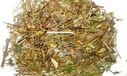 Những đối tượng nào không nên uống chè vằng?