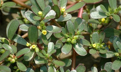 Mách bạn cách tẩy giun không cần thuốc để đón Tết ngon miệng