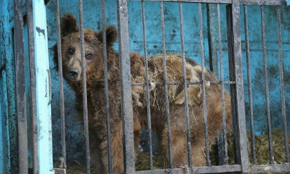 Cuộc sống đầy ám ảnh bên trong vườn thú tồi tệ nhất Thế giới