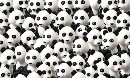 Đố bạn tìm ra con chó và con cá trong những bức ảnh này