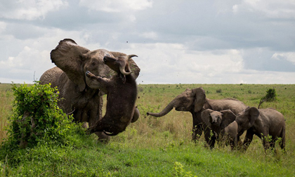 Khoảnh khắc voi lớn húc chết trâu rừng