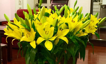 Những loài hoa cắm Tết rước may mắn đến nhà