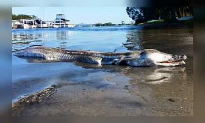 Thủy quái khổng lồ như sinh vật tiền sử gây hoang mang