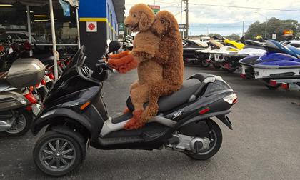 Chú chó xù nấu ăn và đi xe máy điêu luyện