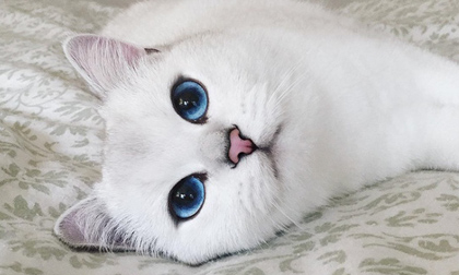 Con mèo có đôi mắt sắc xinh đẹp nhất thế giới từng biết 