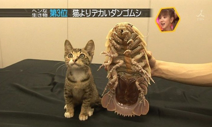 9 loài côn trùng khổng lồ có thật mà ngỡ chỉ gặp trong phim