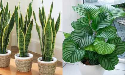 Những cây trong nhà có thể sống ngay cả góc tối nhất