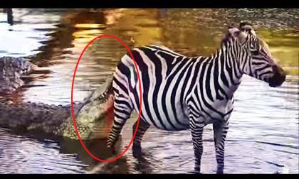 Ngựa vằn thoát chết ngoạn mục trước đàn cá sấu hung dữ