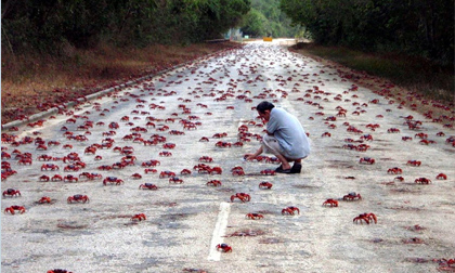 Cuộc di cư ngoạn mục của cua đỏ trên đảo Chrismas
