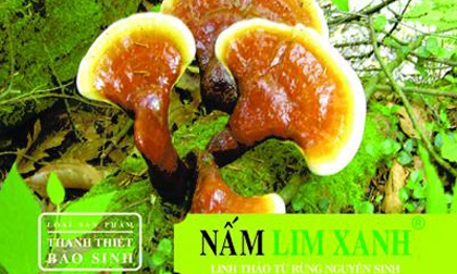 Giảm tác dụng phụ sau hóa trị, xạ trị nhờ nấm lim xanh
