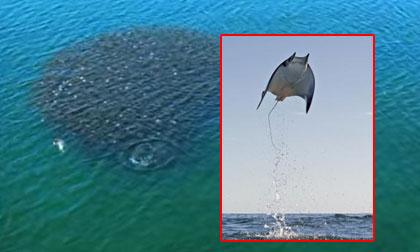 Cá bay như chim kỳ lạ trên mặt biển 