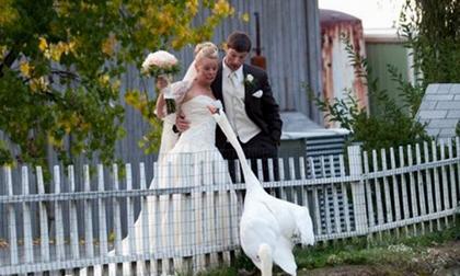 11 bức ảnh 'dìm hàng' đám cưới không thương tiếc