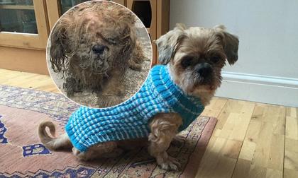 Cuộc sống như một 'ông hoàng' của chú chó từng bị bỏ rơi